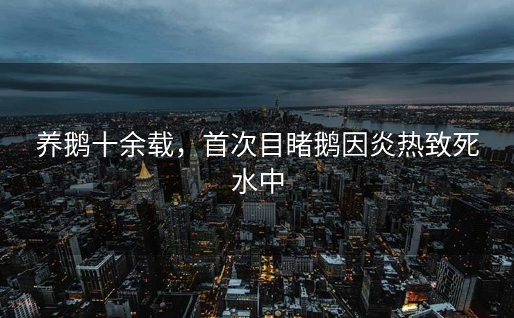 养鹅十余载，首次目睹鹅因炎热致死水中