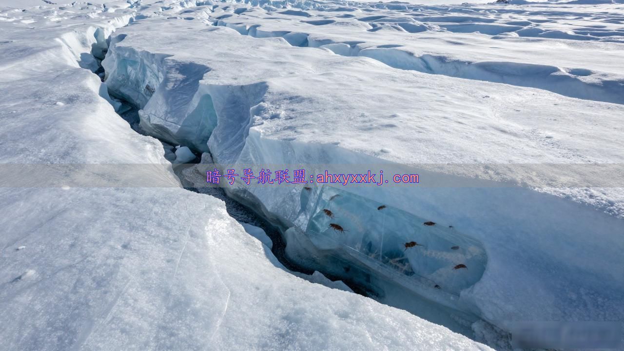 南极冰川下惊现神秘虾状生物，是何方神圣？